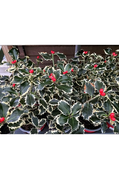 Ilex aquifolium Argentea Marginata опис